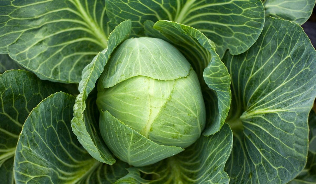 Cabbage Juice for Ulcers MOD Appliances Australia