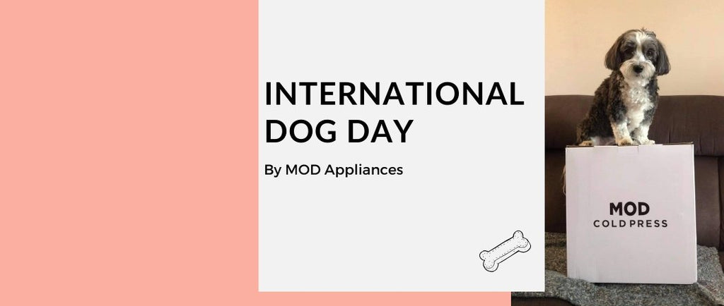 Celebrating International Dog Day! - MOD Appliances Australia